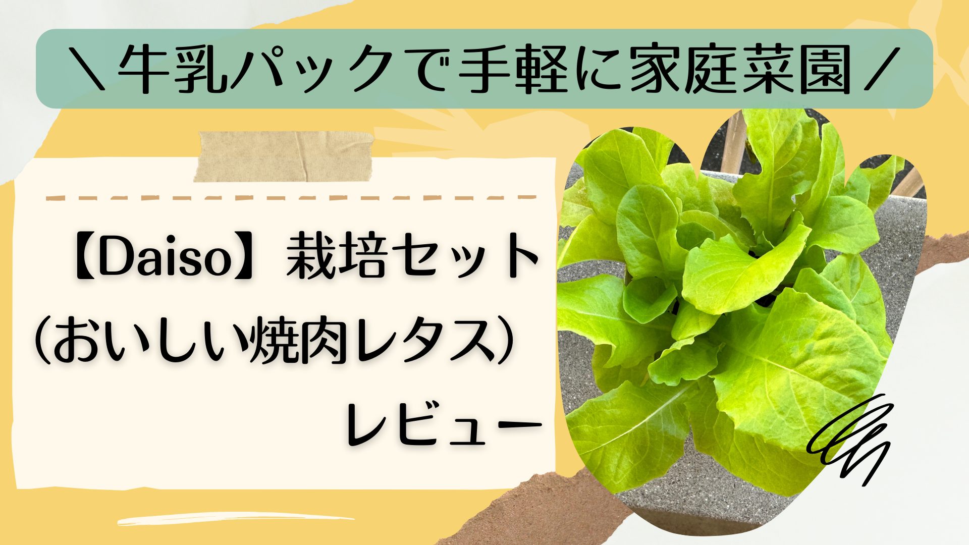 ＼牛乳パックで手軽に家庭菜園／【Daiso】栽培セット（おいしい焼肉レタス）レビュー アイキャッチ画像
