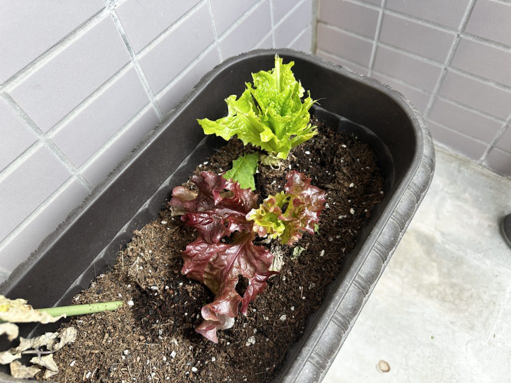 葉物野菜の鳥虫対策