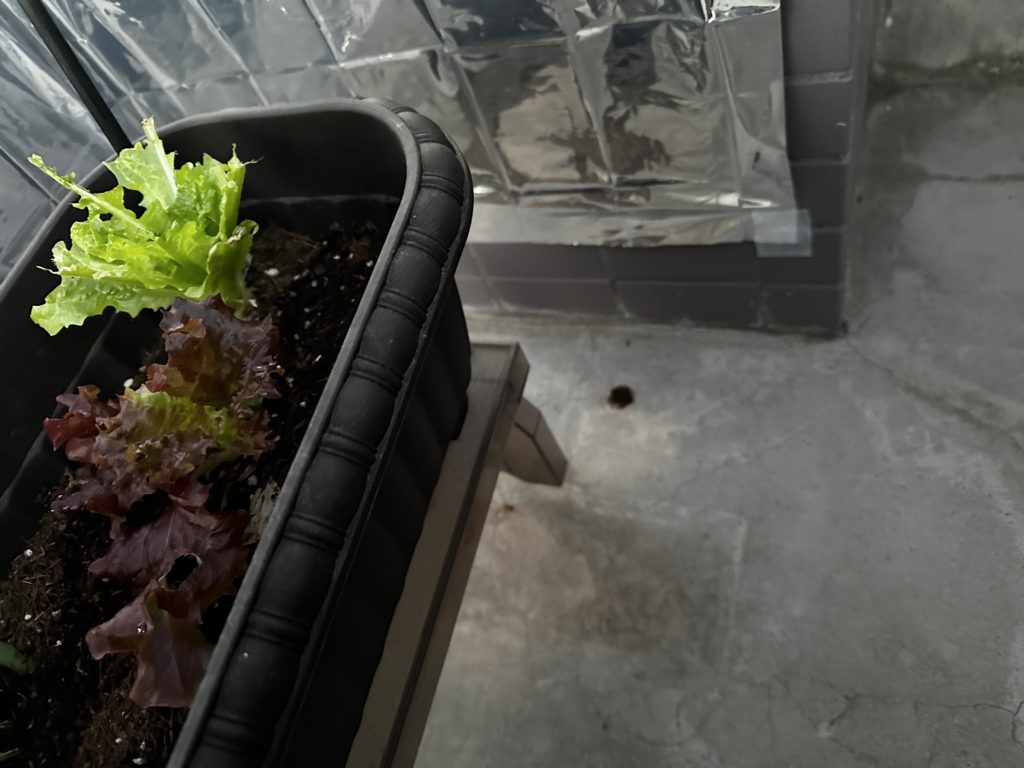 葉物野菜の鳥虫対策