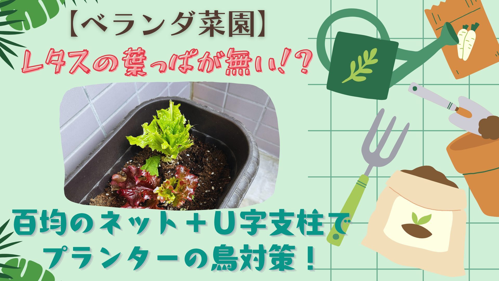 【ベランダ菜園】レタスの葉っぱが無い！？百均のネット＋U字支柱でプランターの鳥対策！ アイキャッチ画像